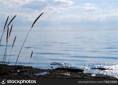 Summer view at grass straws by a coast with glittering water