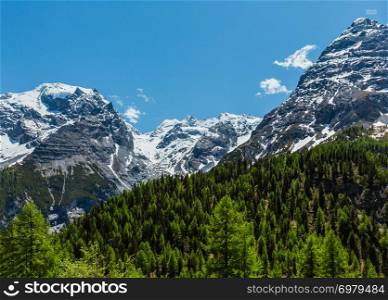 Summer view from Stelvio Pass alpine road with fir forest and snow on Alps mountain tops, Italy.