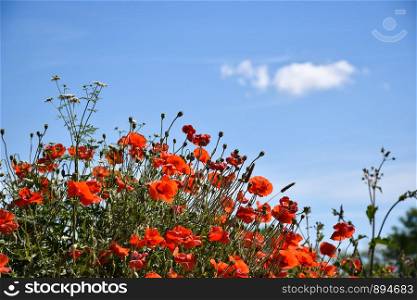 Summer view of blossom poppies by a blue sky