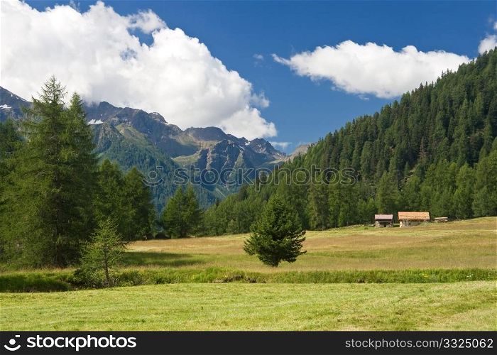 summer view of Pejo valley in Trentino, Italy