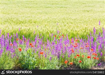 Summer wheat field with beautiful red poppy and purple flowers.