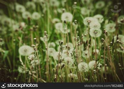Summer white dandelions in the sunny grass field, retro background.