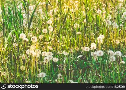 Summer white dandelions in the sunny grass field, retro background.