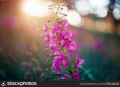 Summer wild flower lupine closeup on sunset.. Summer wild flower lupine