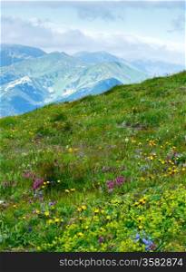 Summer wild flowers in Tatra Mountain, Poland. Some plants in front have some windy motion effect