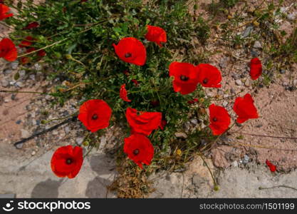 Summer wildflowers, flowering poppy flowers chamomile. ee. Summer wildflowers, chamomile