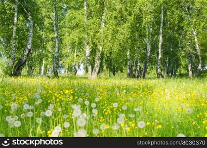 summer wood with the field of meadow flowers and a grass