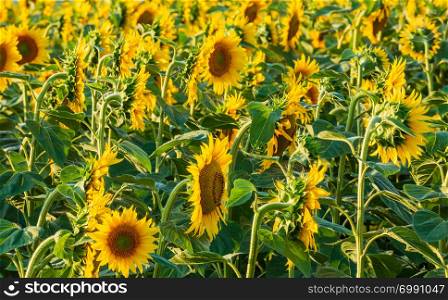 Summer yellow flowers blossoming sunflower plants (Helianthus annuus) field