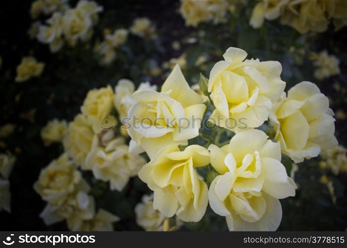 Summer Yellow roses in Italian garden