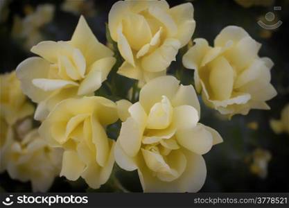 Summer Yellow roses in Italian garden