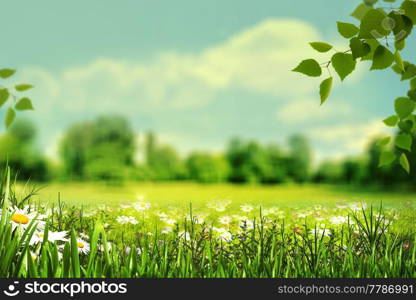 Summertime, abstract natural backgrounds with summer meadow, grass and wild flowers