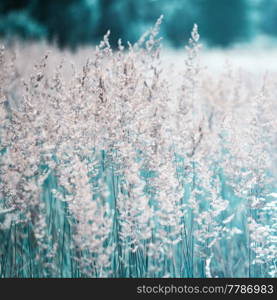 Summertime dreams. Abstract natural backgrounds with wild grass and flowers