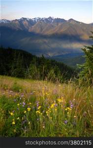 Summertime in the high mountains is a colorful treat!