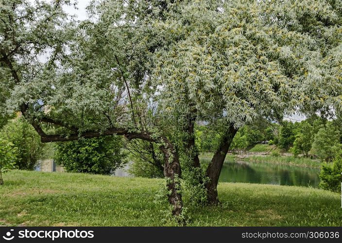 Summertime with small flowering White willow or Salix alba tree of a shore lake a residential district Drujba, Sofia, Bulgaria