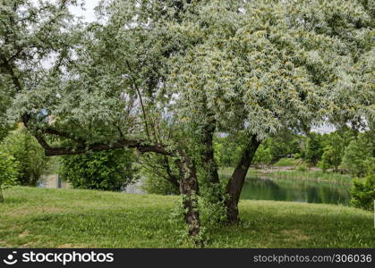 Summertime with small flowering White willow or Salix alba tree of a shore lake a residential district Drujba, Sofia, Bulgaria