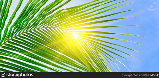 Sun and green palm leaves. Beautiful tropical background. Wide photo.