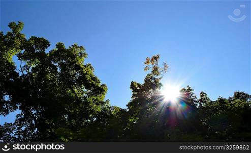 Sun beaming through canopied foliage.