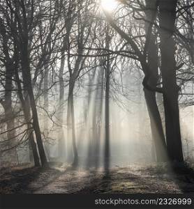 sun beams and silhouettes of tree trunks in mist on early winter morning in dutch forest