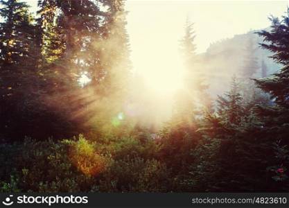 Sun beams in clear day in the green forest