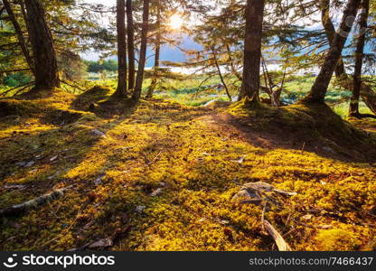 Sun beams in clear day in the green forest