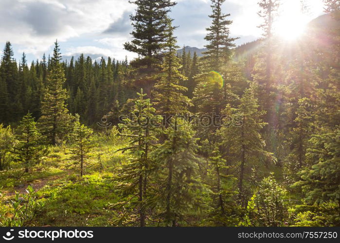 Sun beams in clear day in the green forest