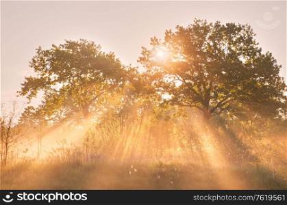 Sun beams in oak tree grove. Picturesque summer misty sunrise on riverbank. Sunlight breaking through Morning Fog, Belarus
