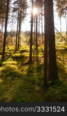 Sun Beams in the Summer European Forest