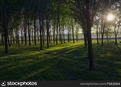 Sun beams pour through trees in spring forest