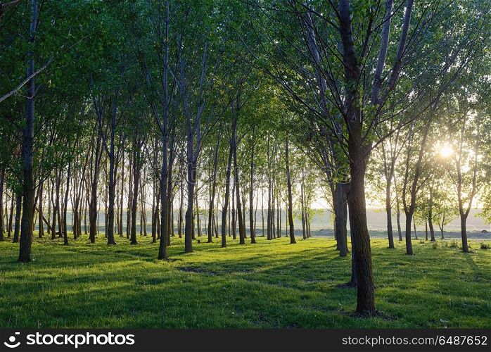 Sun beams pour through trees in spring forest. Sun beams pour through trees