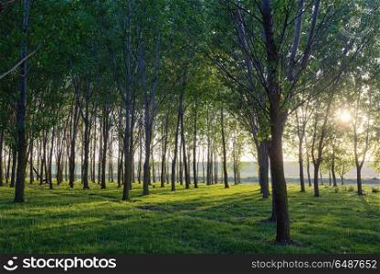 Sun beams pour through trees in spring forest. Sun beams pour through trees