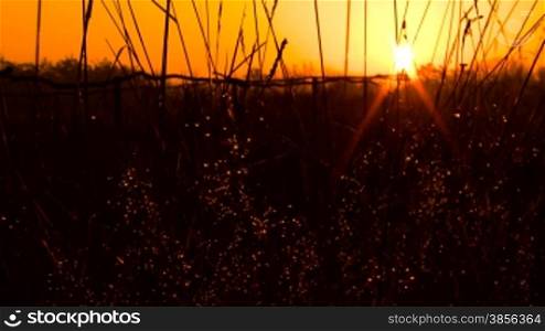 Sun beams reflected in dew on sunrise.
