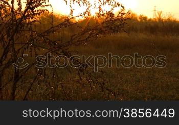 Sun beams reflected in dew on sunrise.