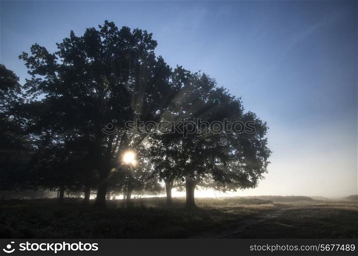 Sun beams shining through forest trees in foggy Autumn Fall sunrise landscape