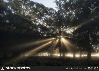 Sun beams shining through forest trees in foggy Autumn Fall sunrise landscape