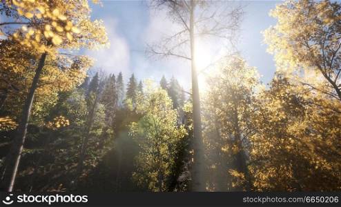 sun beams through trees at rock in mountains. Sun Beams through Trees