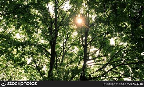 Sun behind green trees in park. Looking upwards in city forest on sunset with sun rays getting through branches.. Sun behind green trees in park