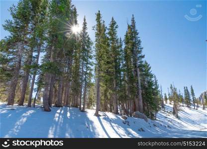 Sun behind tall trees in snow. Located near Mirror Lake, Wyoming