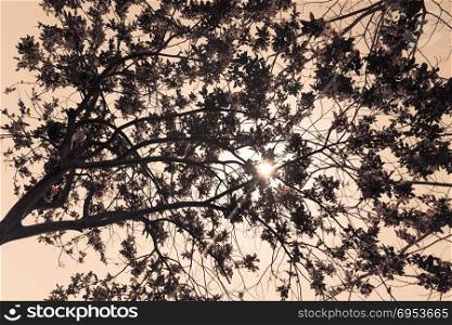 Sun breaks through the branches.Artistic image of a silhouette of a tree in sepia-colored.