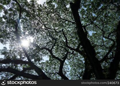 Sun breaks through the lush leaves of a tree