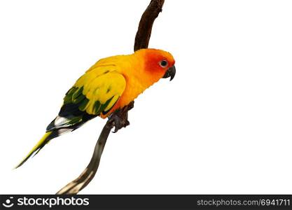 sun conure, beautiful yellow parrot bird isolated on white background