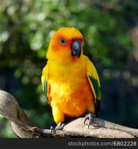 sun conure, beautiful yellow parrot bird sitting on the branch