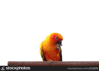 Sun Conure bird