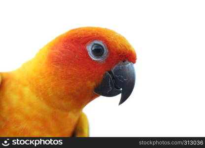 Sun Conure bird