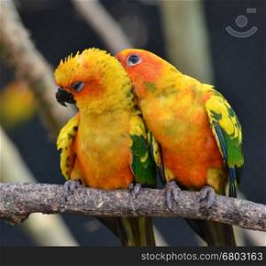 Sun Conure Parrot on a Tree Branch