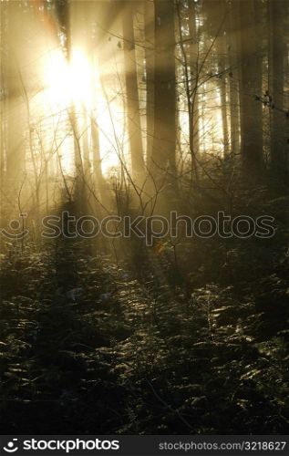 Sun Filtered Through Woods