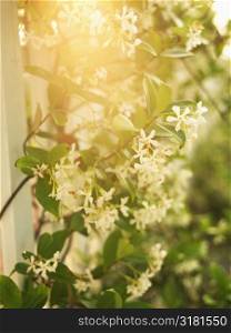 Sun flare through flowering vine and white picket fence.