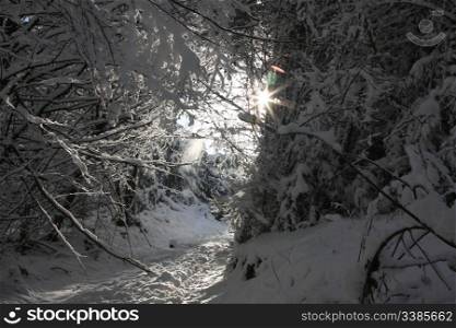 Sun Flare Through Winter Trees
