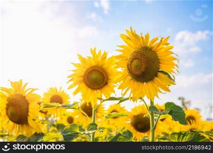 sun flower with sunshine in gardren