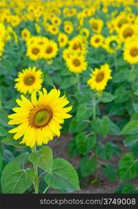 sun flowers field in Thailand