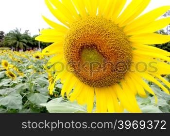 sun flowers field, sunflowers